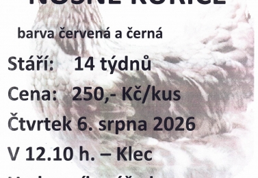 Prodej kuřic 6.srpna 
